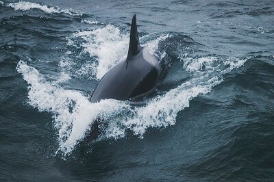 Orcinus Orca